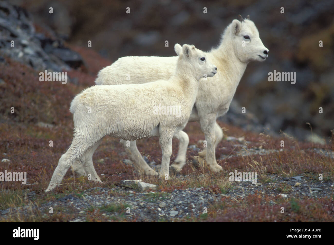 dall sheep Ovis dalli ewe and lamb on a hillside North Slope of the ...