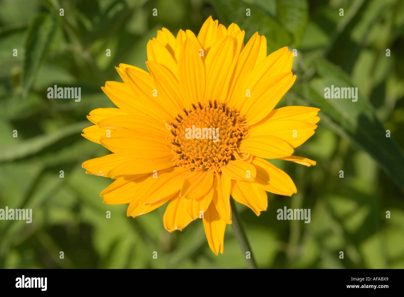 Yellow flower closeup of smooth oxeye Asteraceae Heliopsis