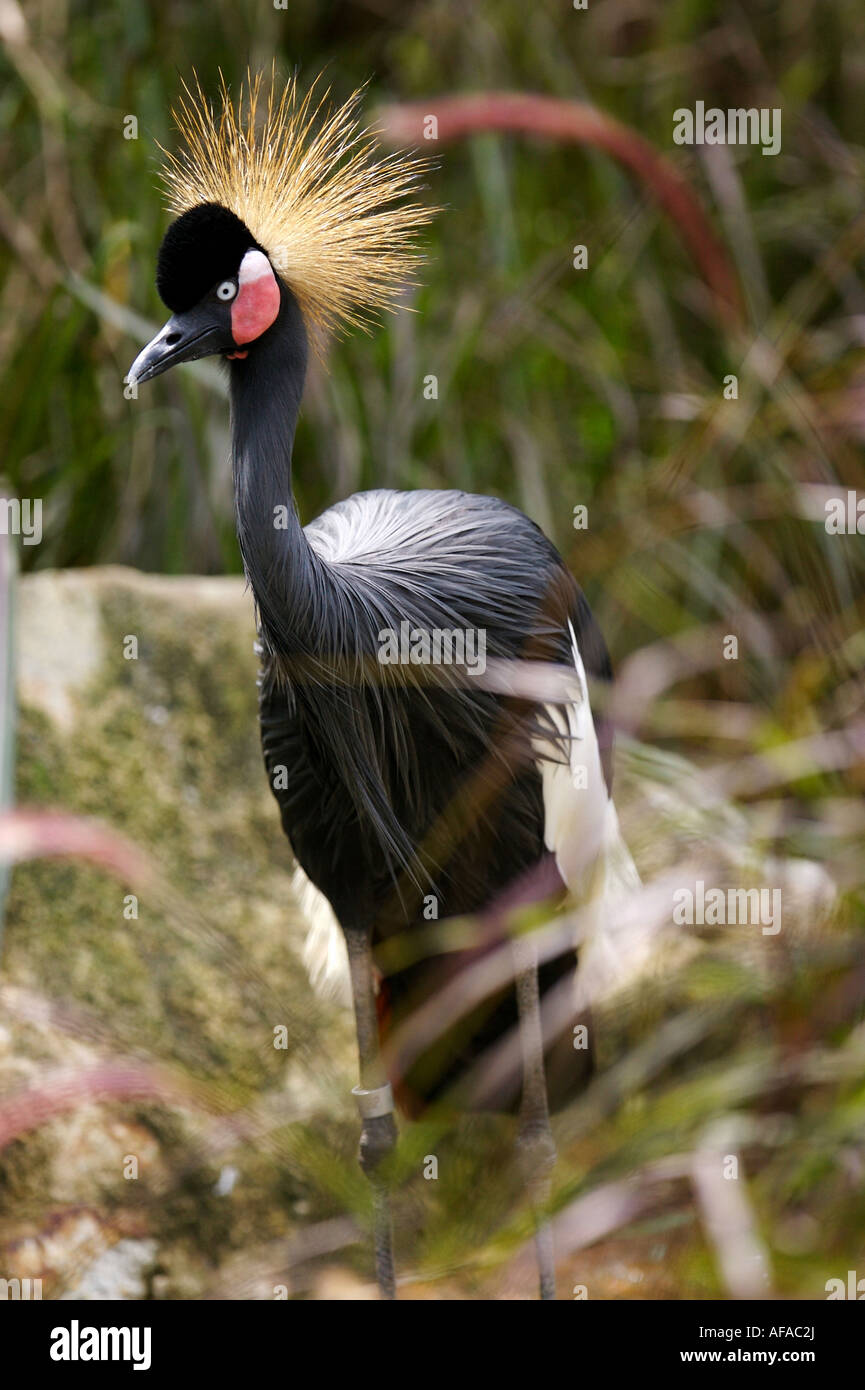 Black Crowned Crane Stock Photo - Alamy