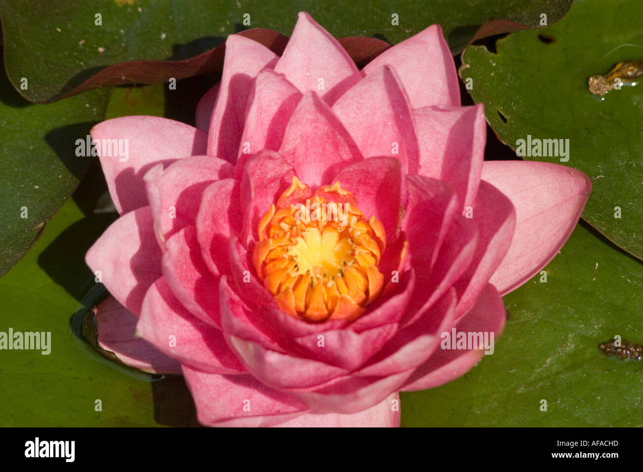 Pink red and yellow flower closeup of Water lily Nymphaea James Brydon Stock Photo