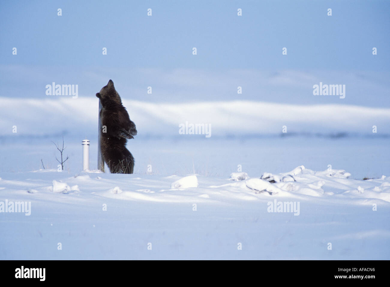 brown bear Ursus arctos grizzly bear Ursus horribils scratching its back 1002 area Arctic National Wildlife Refuge Alaska Stock Photo