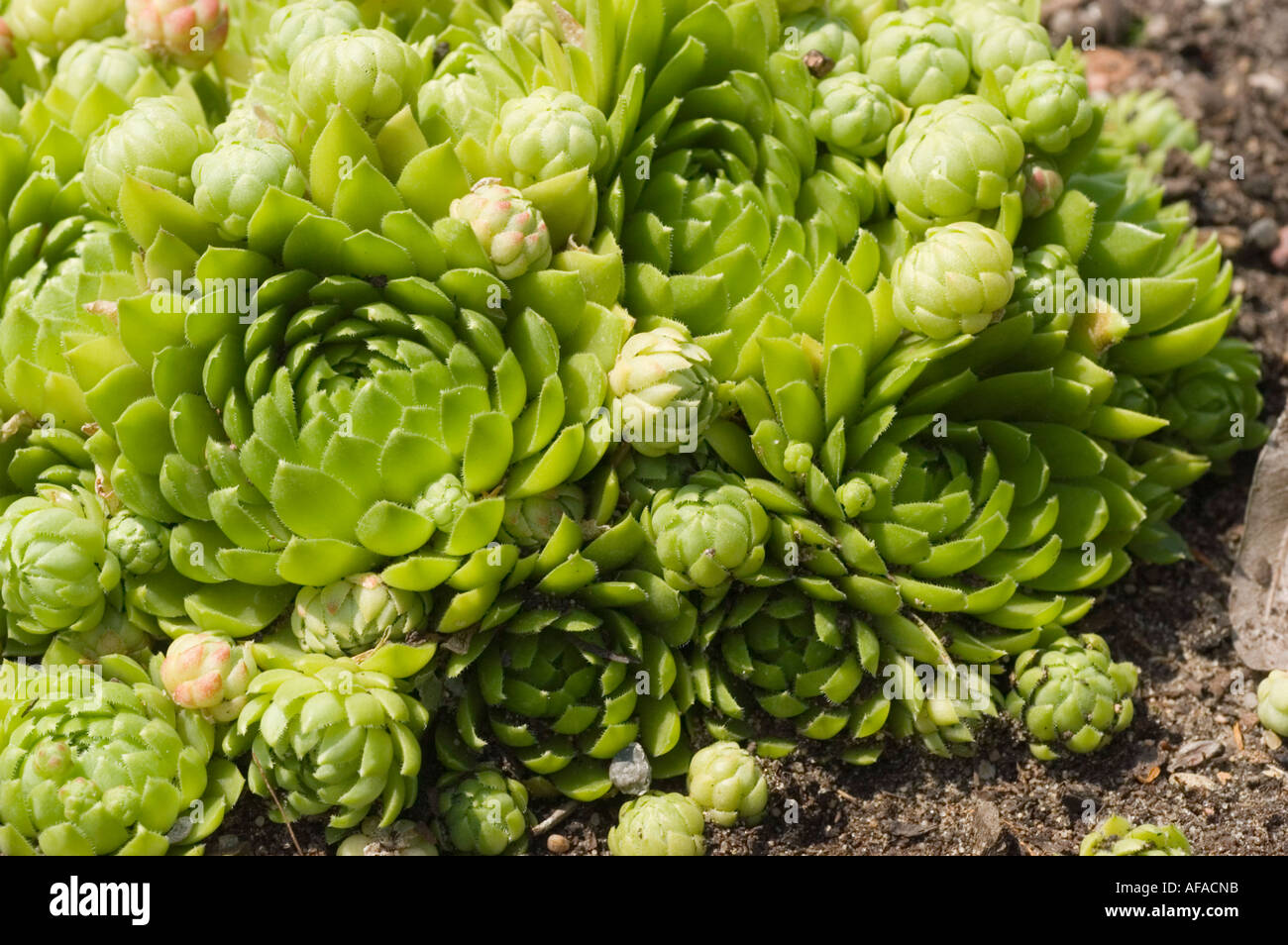 Houseleek Crassulaceae Jovibarba globifera or Sempervivum globifera Europe Stock Photo