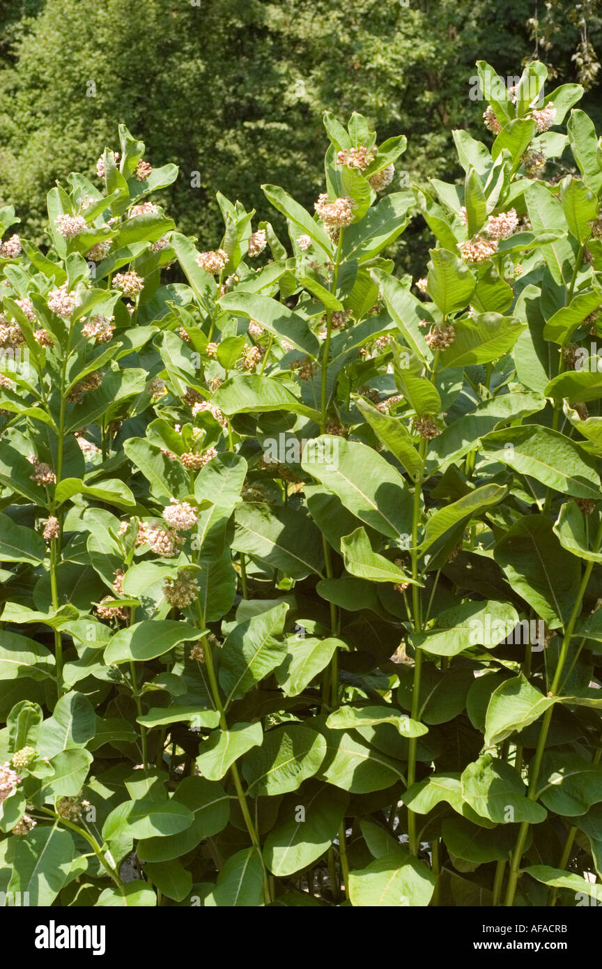 Common milkweed Asclepiadaceae Asclepias syriaca USA Africa Europe Stock  Photo - Alamy
