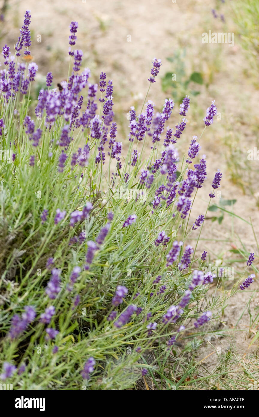 Violet flower of shrub lavender Hidcote Lamiaceae Lavandula angustifolia Hidcote Stock Photo