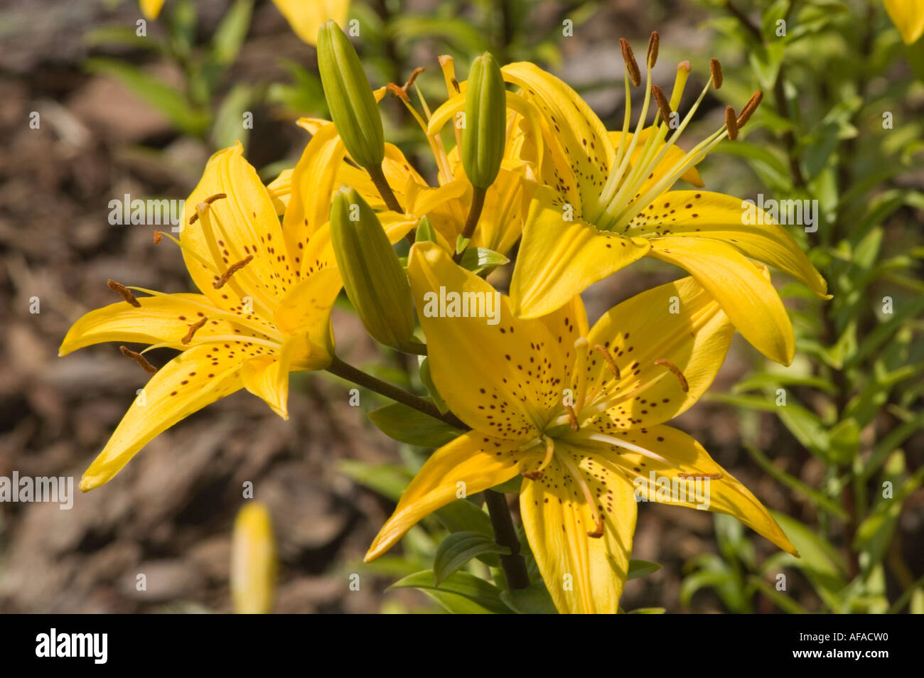 Yellow flower closeup of Crescendo day lily or daylily lilaceae lilium Stock Photo