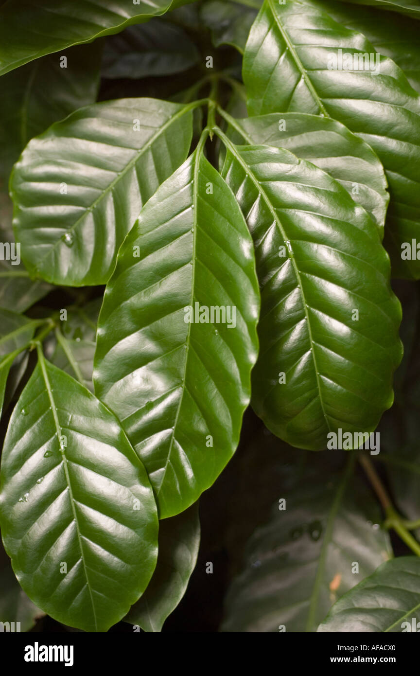 Close-up of glossy green Coffee Plant leaves (Coffea arabica) with  prominent veins and water droplets, showcasing lush tropical foliage Stock  Photo - Alamy