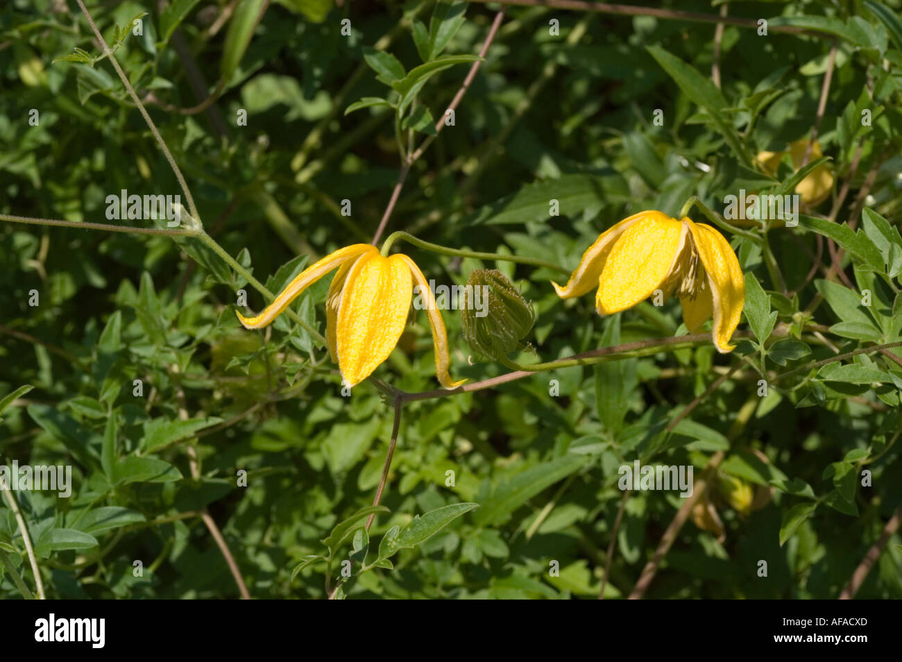 Yellow clematis flowers Stock Photo