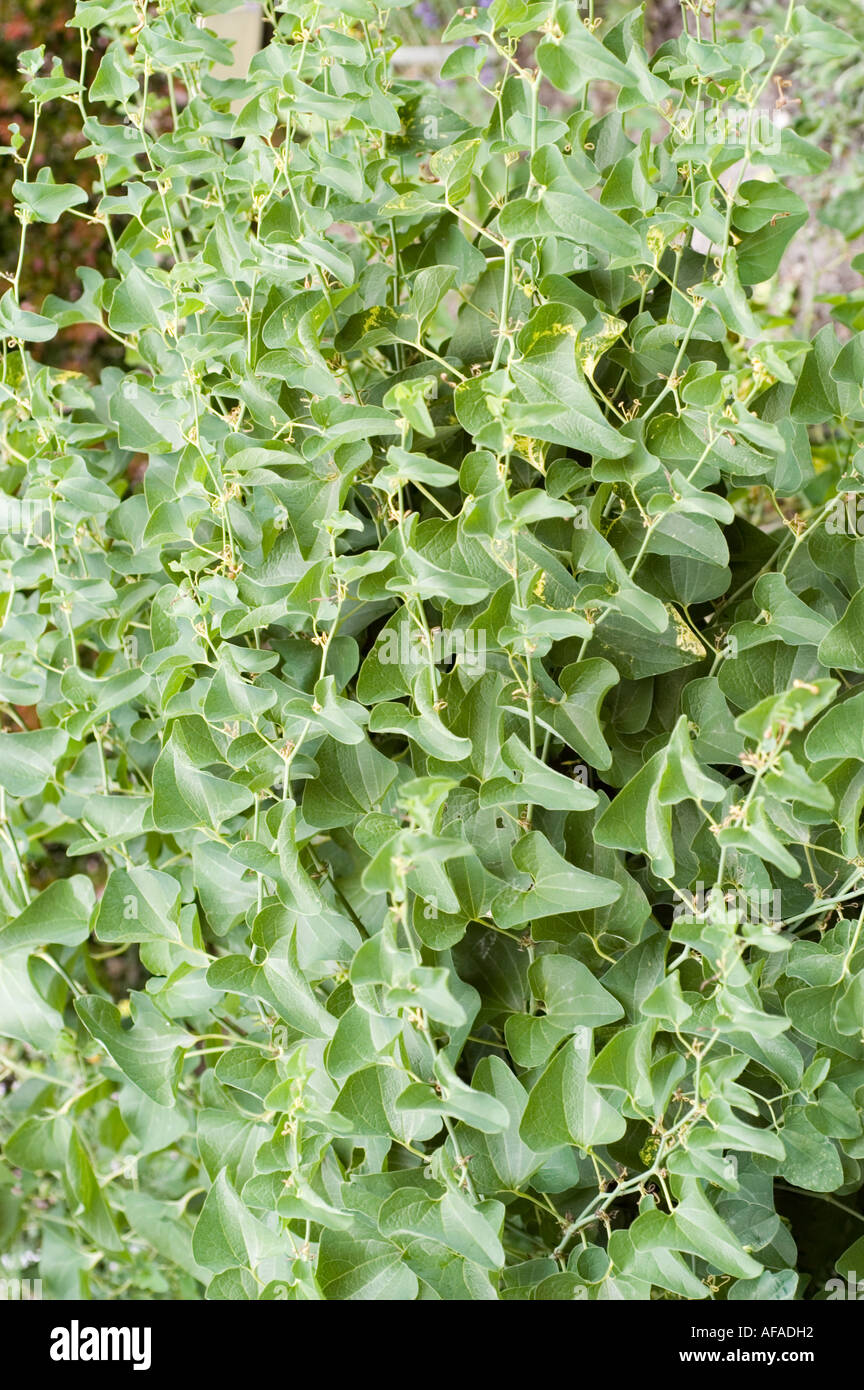 Medicinal plant smooth rupturewort Caryophyllaceae Herniaria glabra Europe Asia Stock Photo