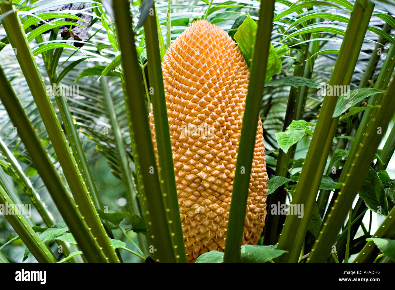 Queen sago palm Cycadaceae Cycas circinalis Sri Lanka Philipina Malaysia Stock Photo