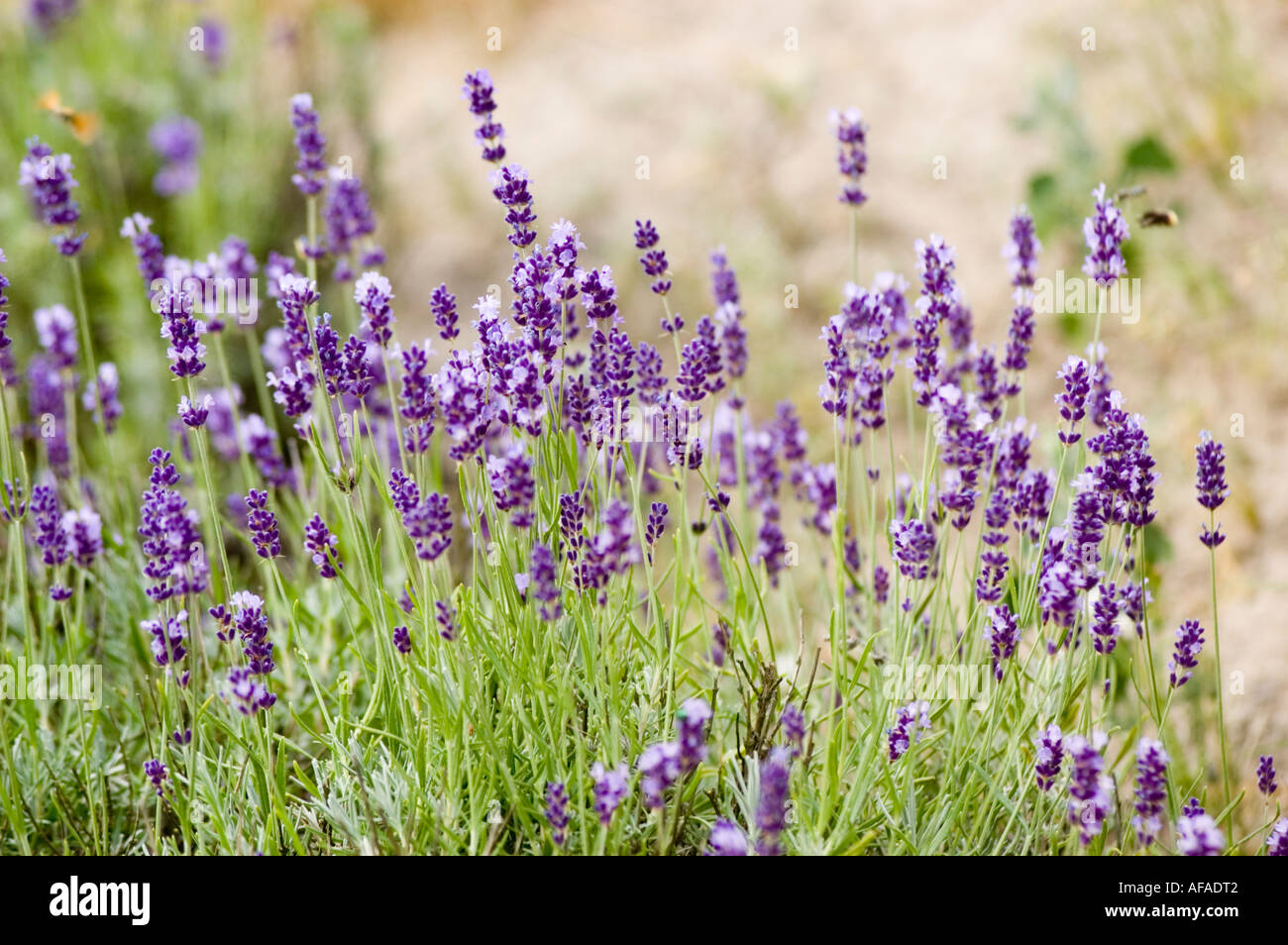 Violet flower of shrub lavender Hidcote Lamiaceae Lavandula angustifolia Hidcote Stock Photo