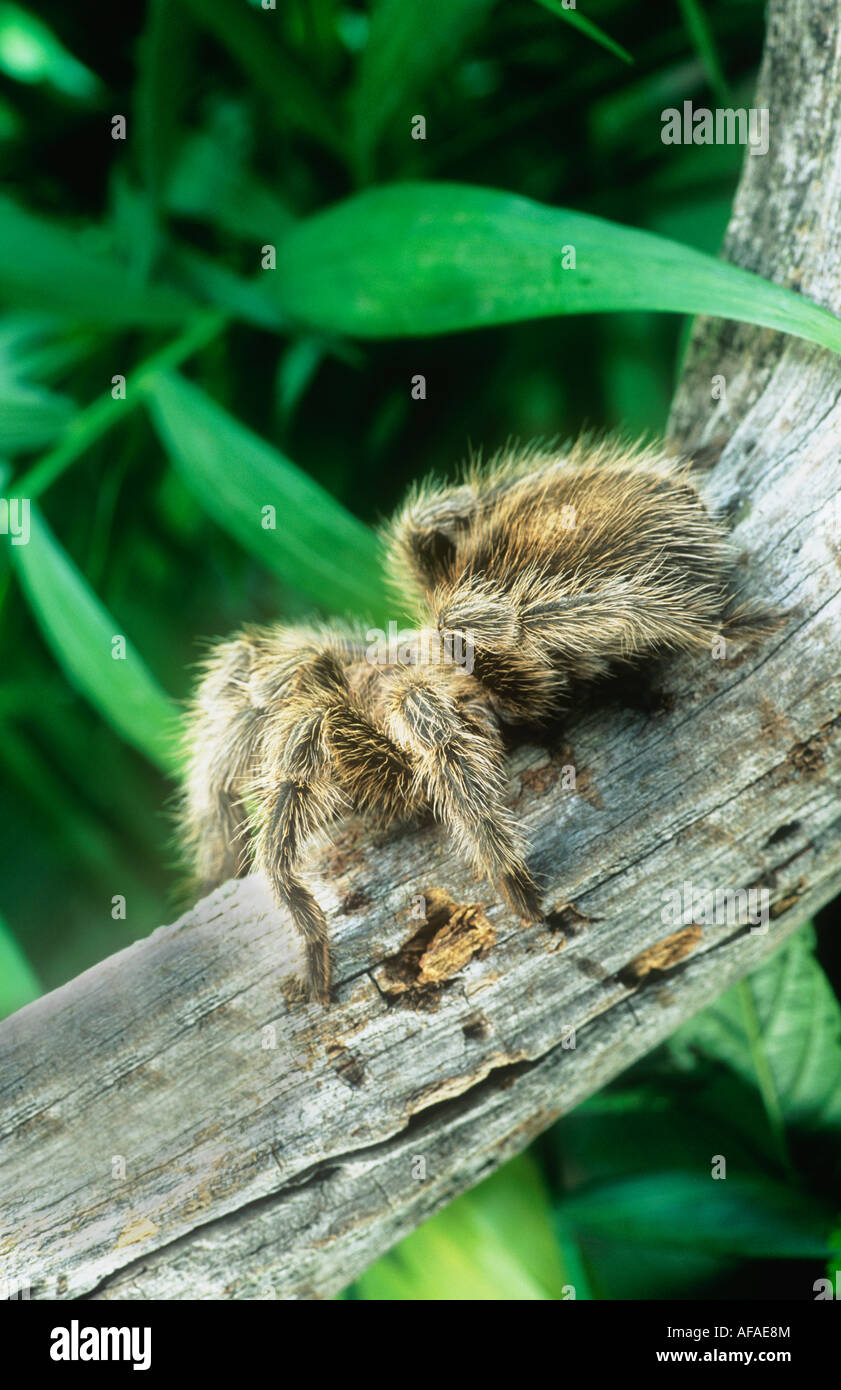 tarantula eating bird