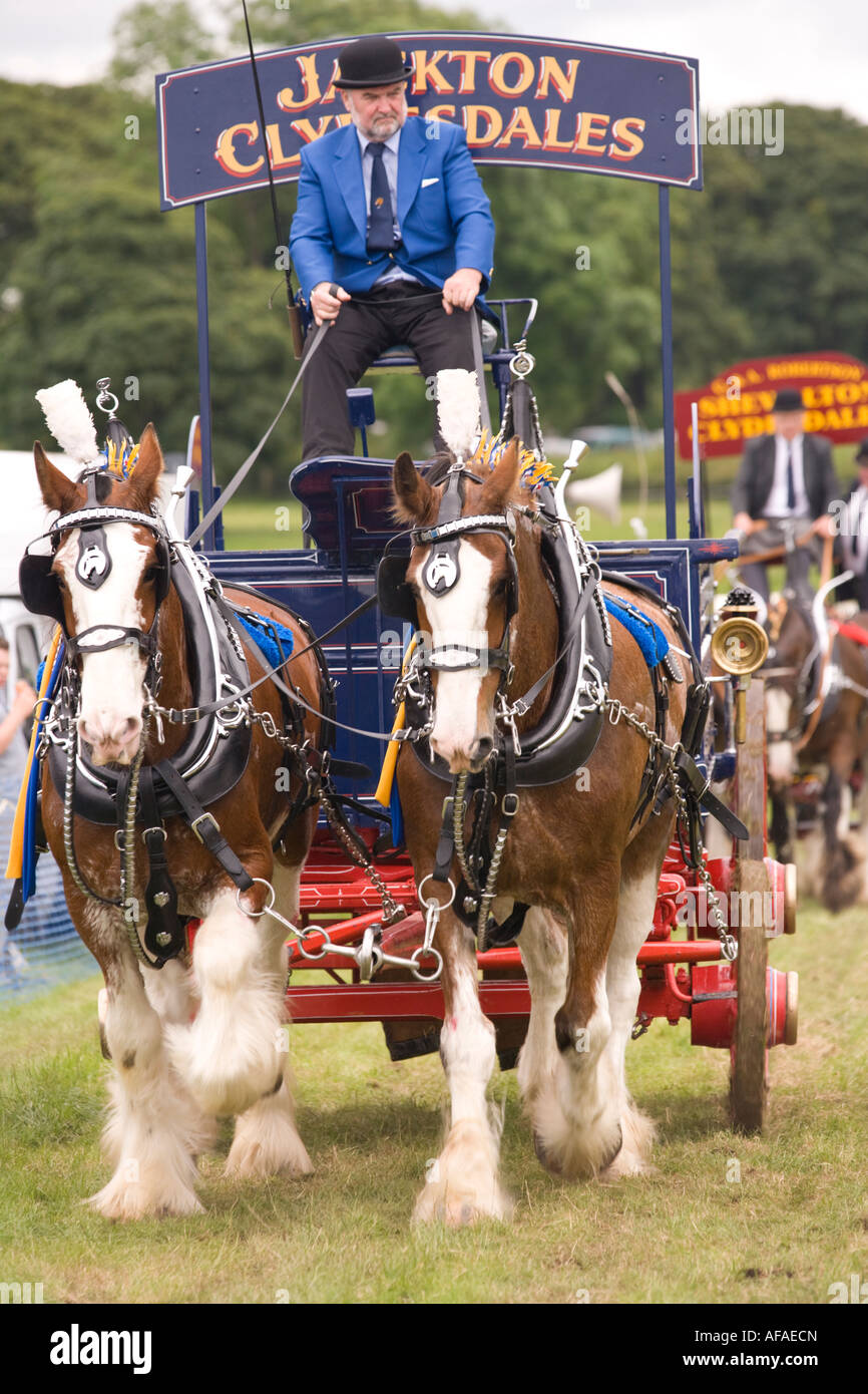 Heavy Horse Show a display of clydesdale horses pulling carts and