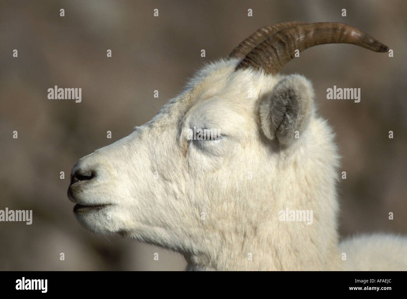 dall sheep Ovis dalli ewe profile North Slope of the Brooks Range central Arctic Alaska Stock Photo