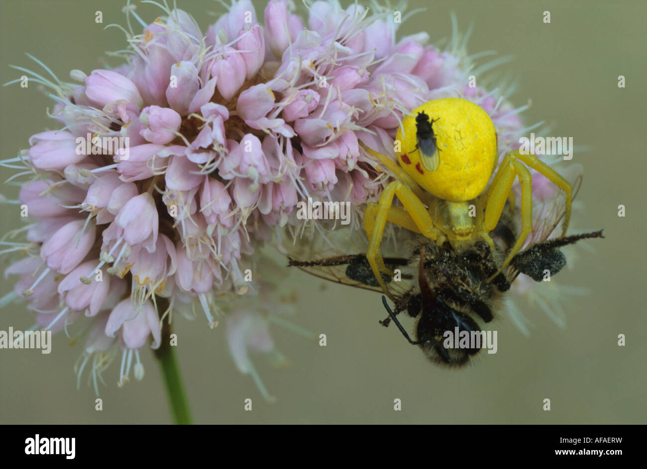 Crab spider feeding on a honey bee with an uninvited fly. Stock Photo