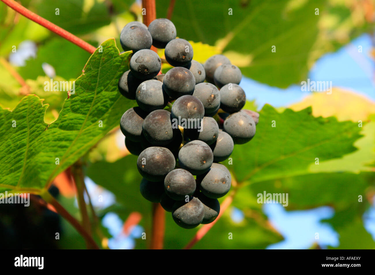 bunch of grapes at a vineyard in the River Moselle Valley in Germany Stock Photo