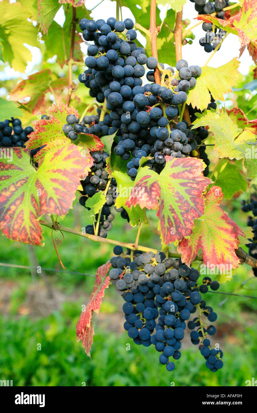 bunch of grapes at a vineyard in the River Moselle Valley in Germany Stock Photo