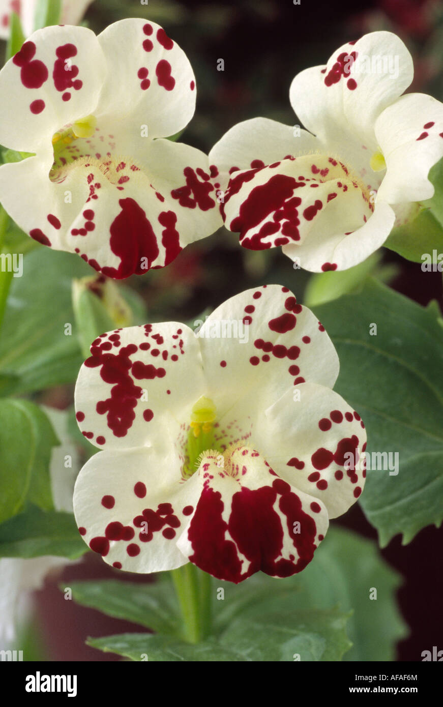 Mimulus 'Magic Spots' (Monkey flower, Musk) Close up of three creamy white flowers with dark red markings. Stock Photo