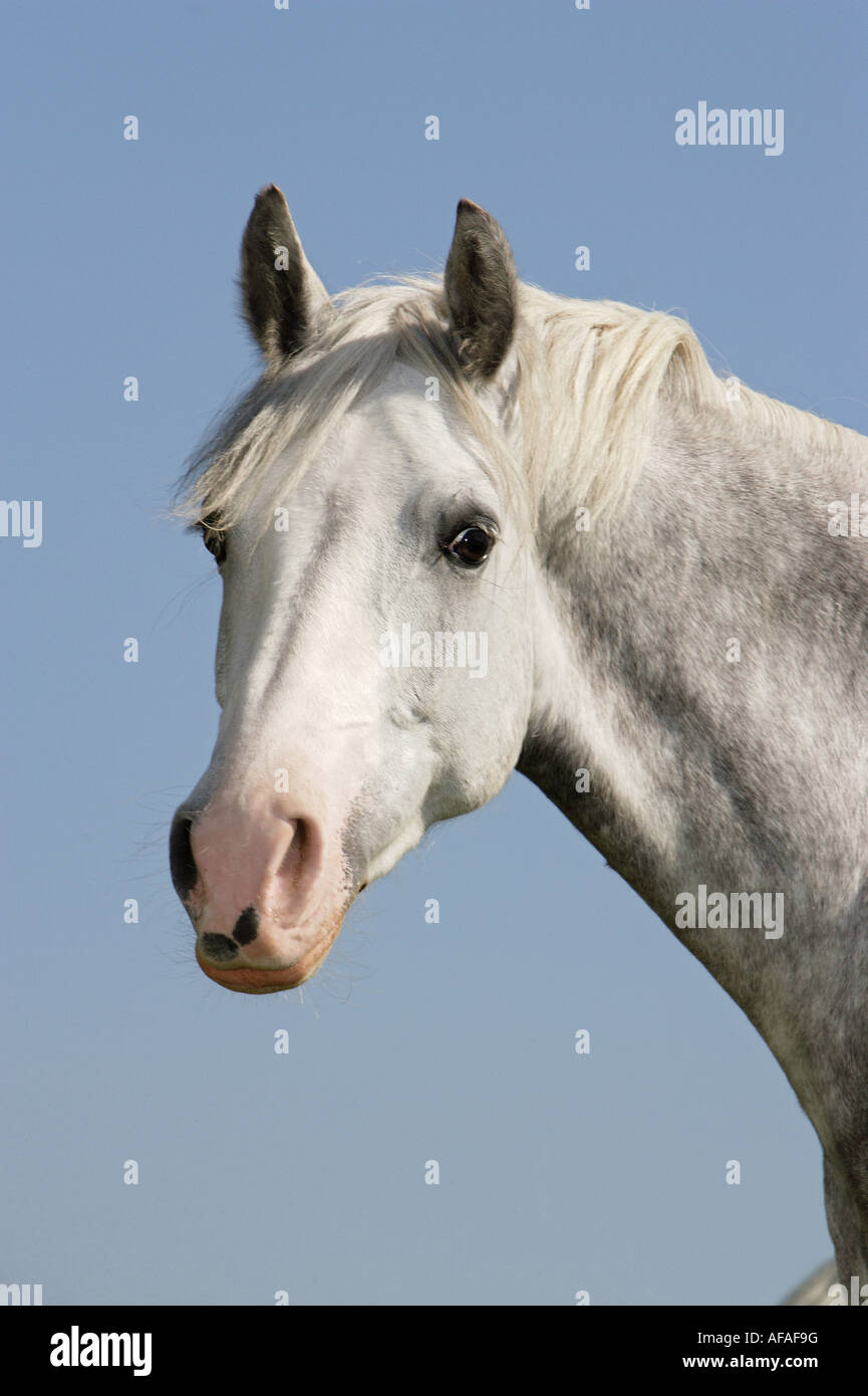 German Riding pony - portrait Stock Photo