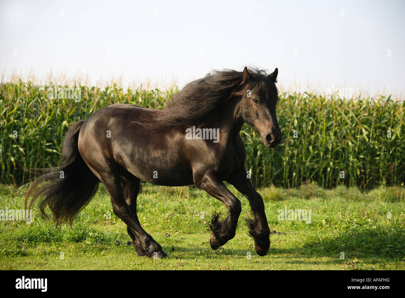 Fell Pony - galloping on meadow Stock Photo