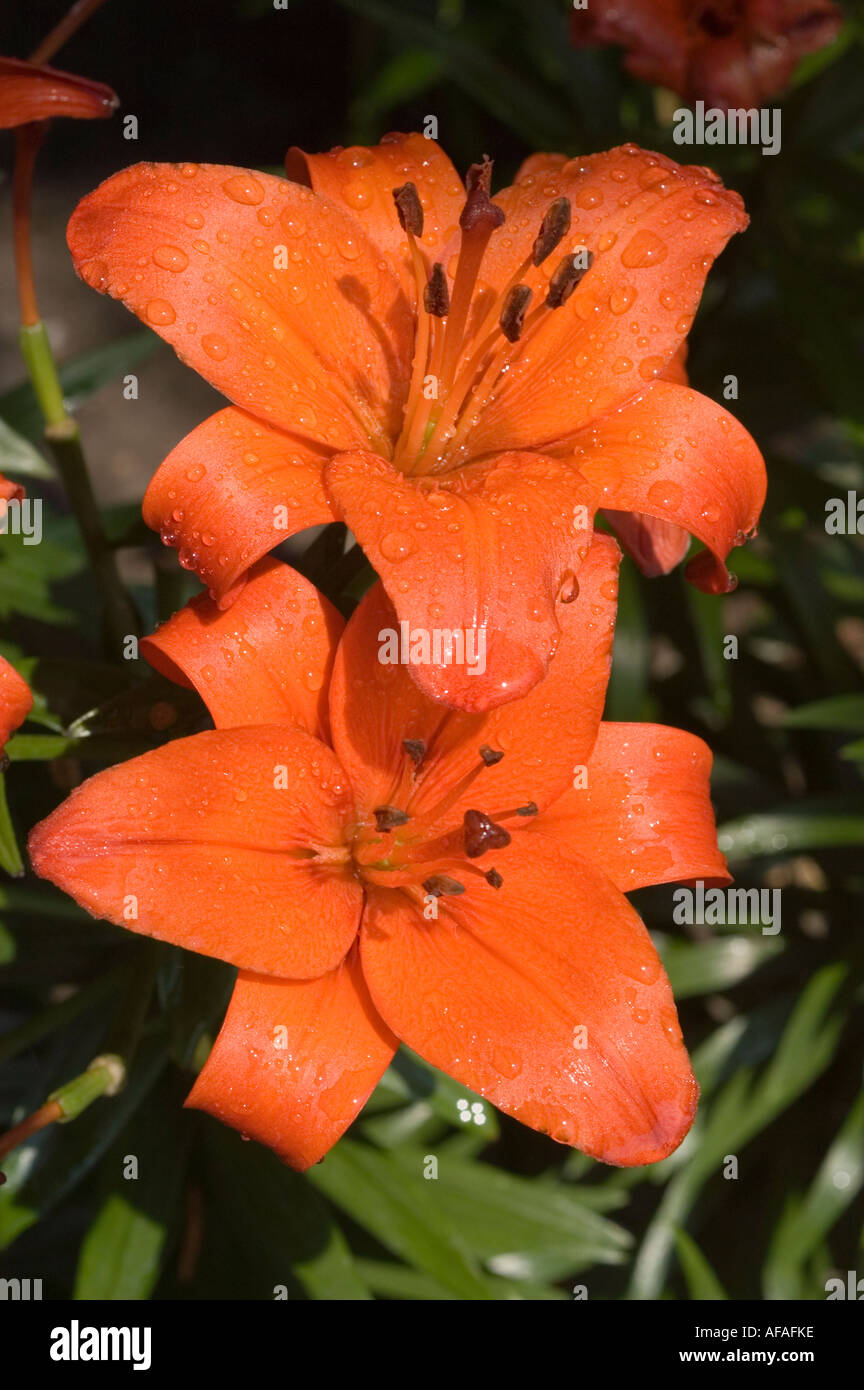 Gran Paradiso Lily Flower Lilium High Resolution Stock Photography And Images Alamy