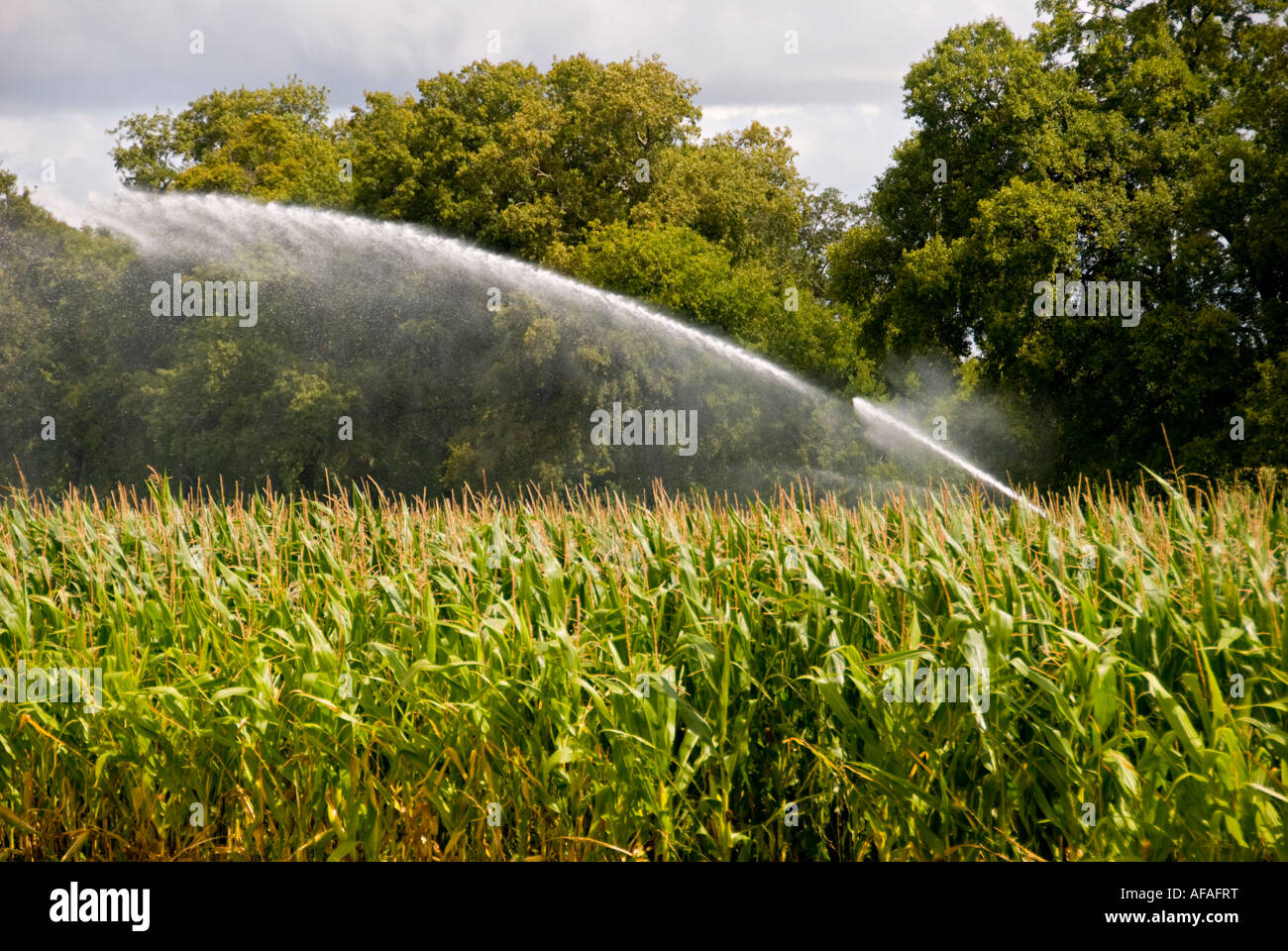 Irrigation of maize field in Charente France Stock Photo - Alamy