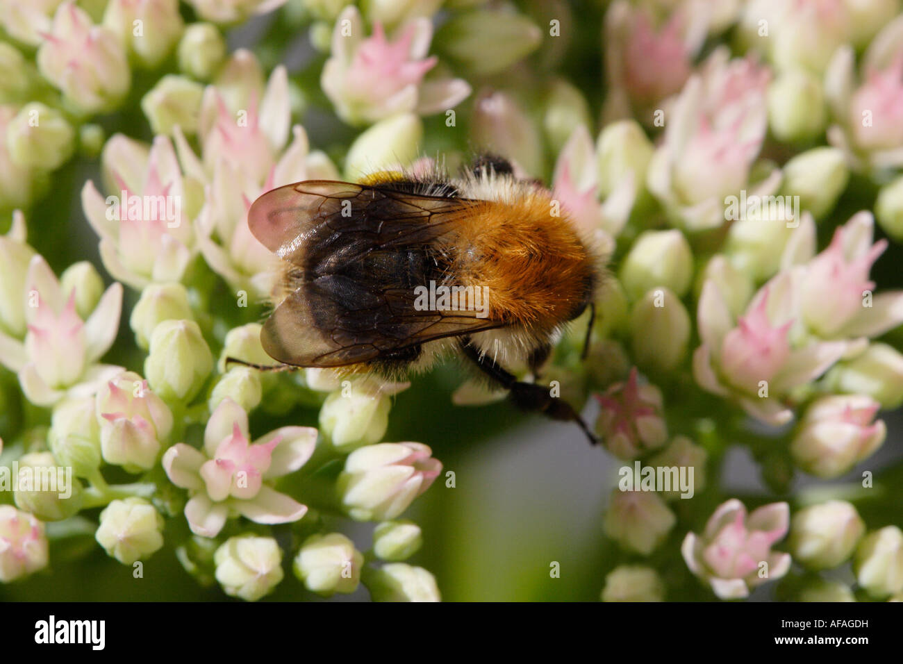 Bumble bee or common carder bee (Bombus agrorum) on stonecrop Stock Photo