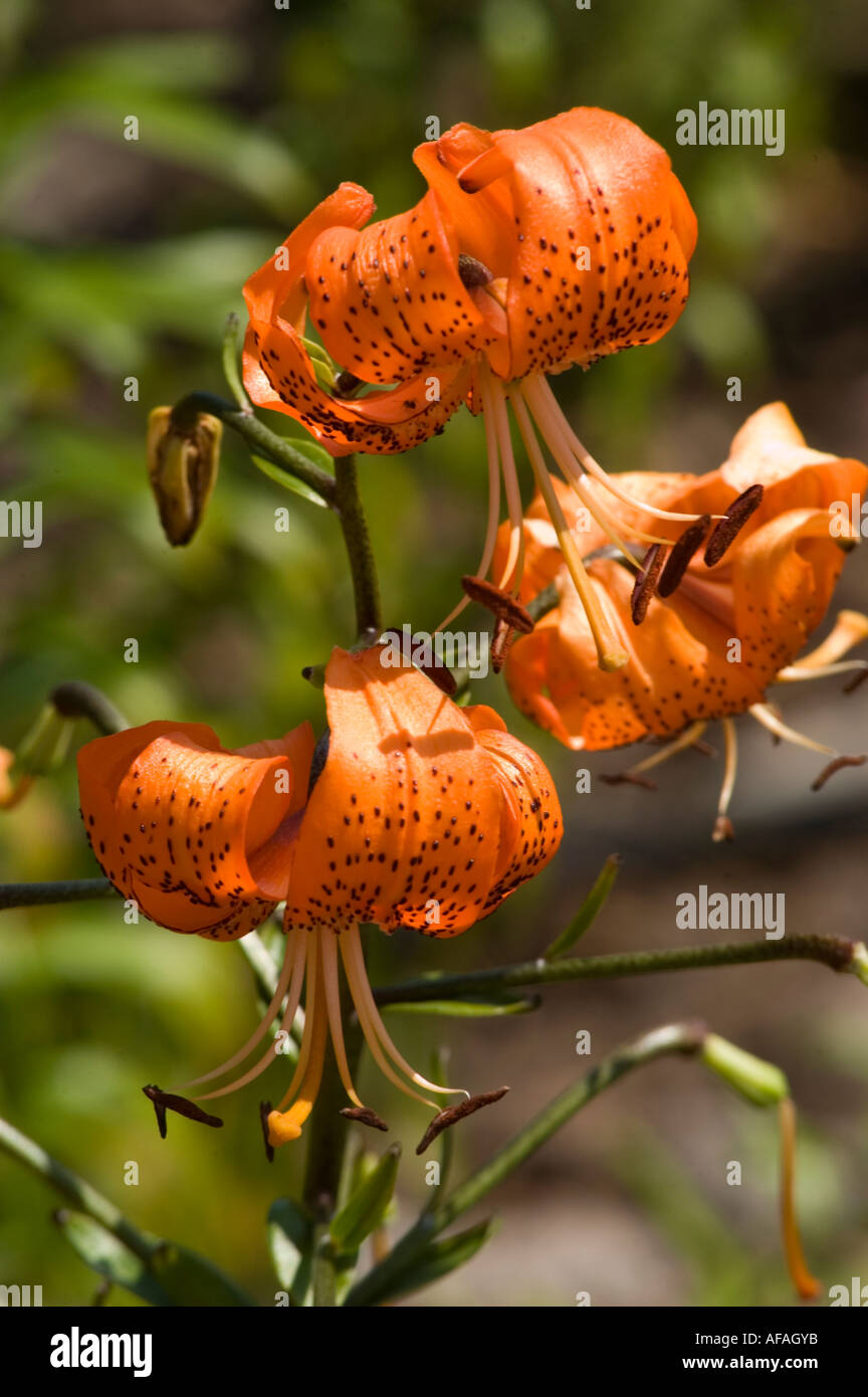 Red orange flower closeup of Fuga day lily or daylily american mix lilaceae lilium Stock Photo