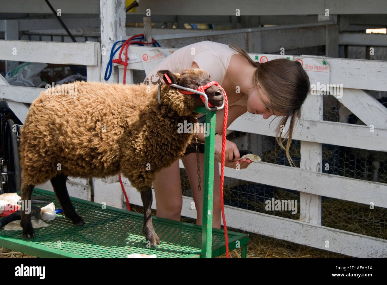 Girl Filing the Hooves of a Sheep in Preparation for 4H Club Livestock Show at the Columbia County Fair in Chatham NY Stock Photo