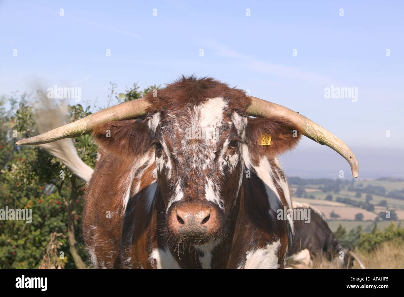 Long back curved horns hi-res stock photography and images - Alamy