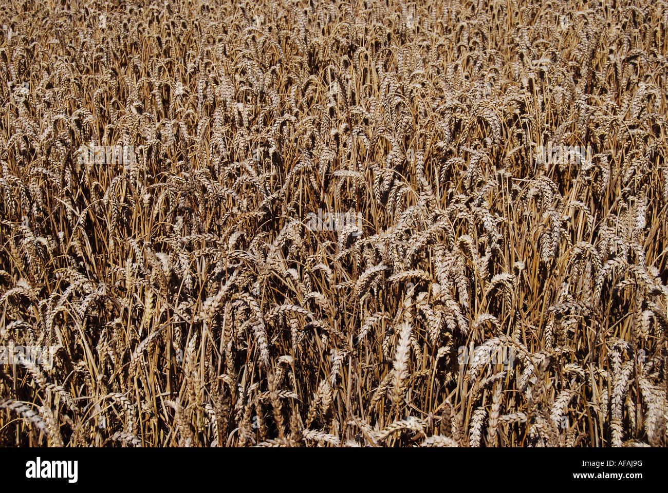 Field of barley, Berkshire, England, United Kingdom Stock Photo