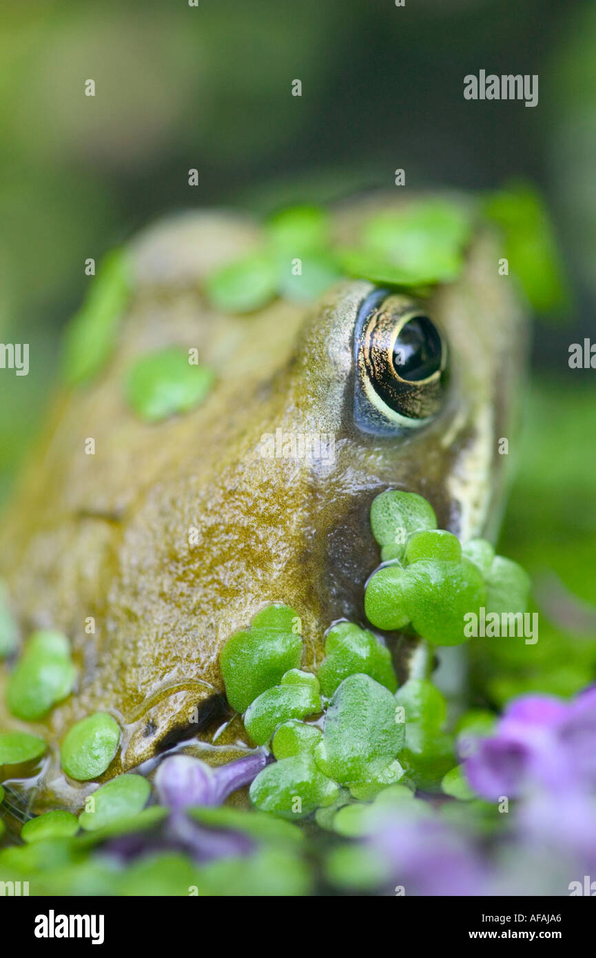 Cute frog pond hi-res stock photography and images - Alamy