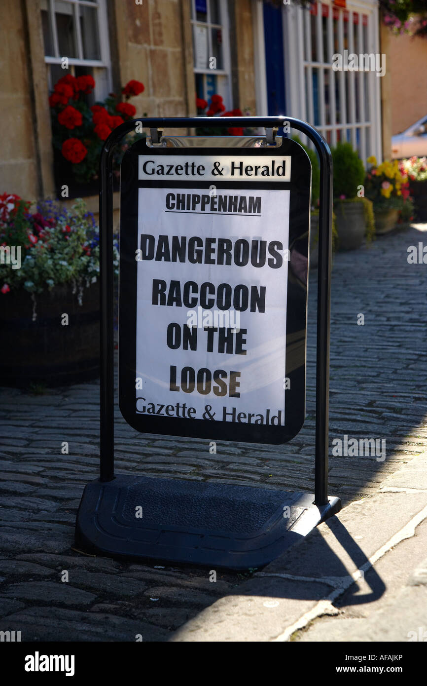 Raccoon on the Loose, Newspaper Headline in the Town of Corsham, England, UK Stock Photo