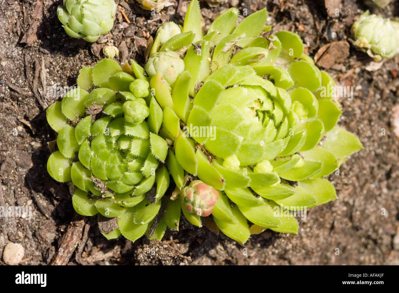 Houseleek Crassulaceae Jovibarba globifera or Sempervivum globifera Europe Stock Photo