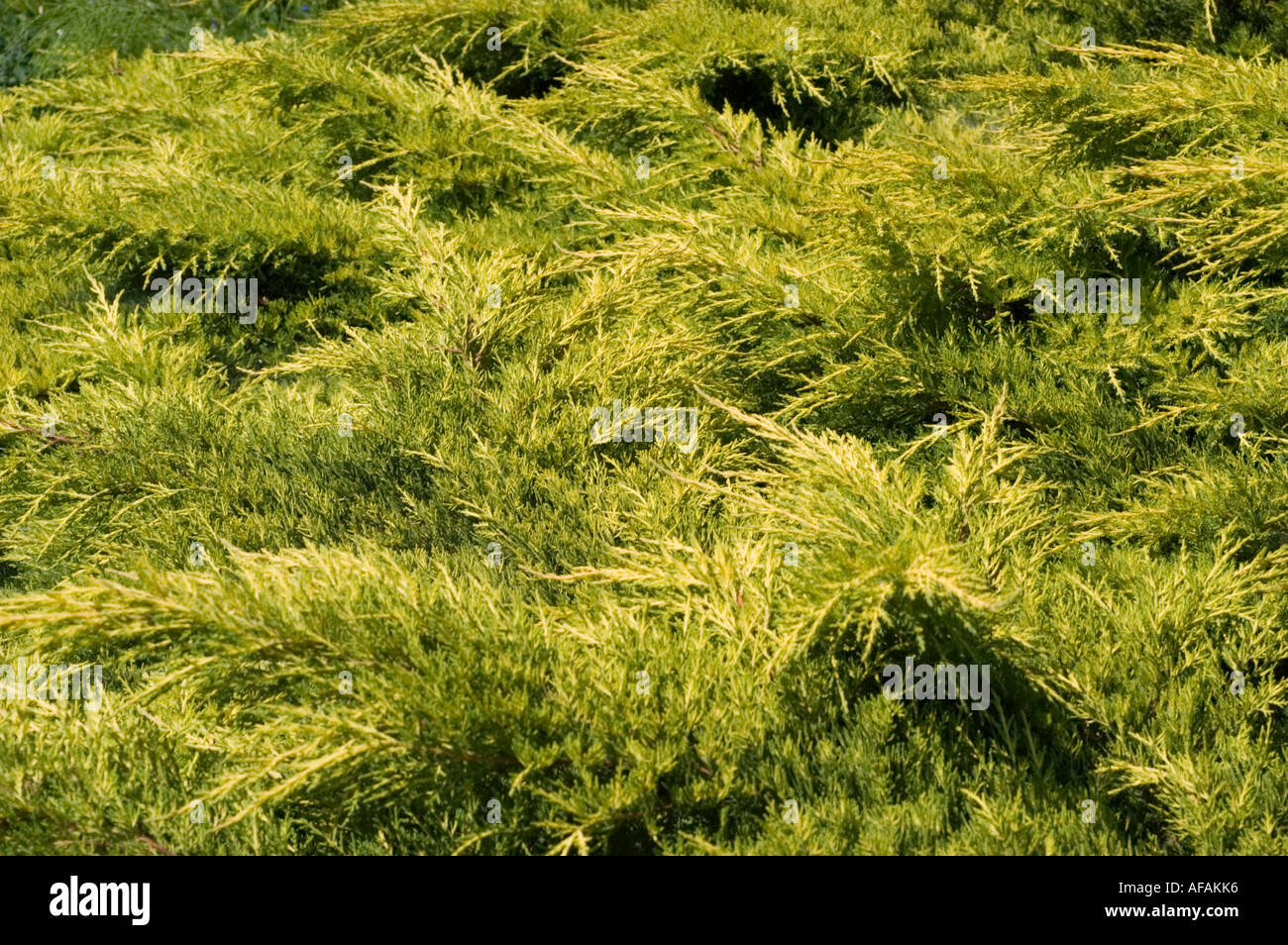 Chinese Juniper Cupressaceae Juniperus chinensis Mordigan Gold China Stock Photo