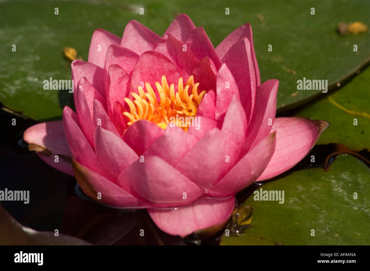 Pink red and yellow flower closeup of Water lily Nymphaea James Brydon Stock Photo