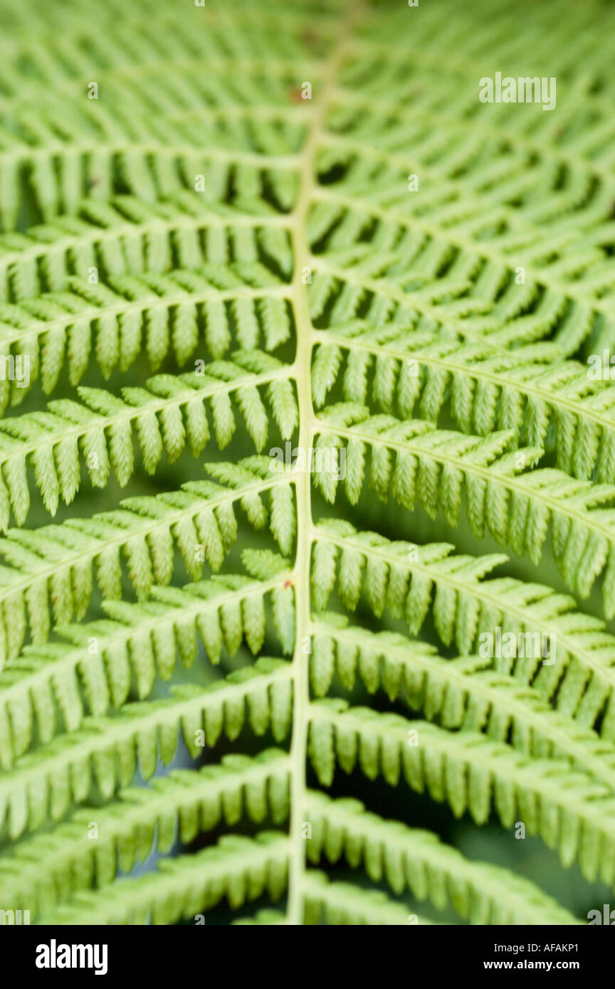 Male fern leaves detail closeup Dryopteris filix mas Stock Photo