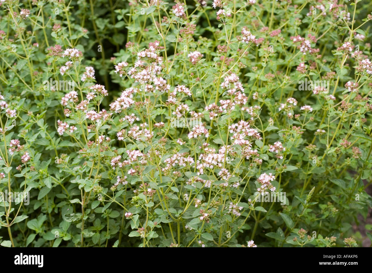 Sweet marjoram herb Origanum majorana Stock Photo Alamy