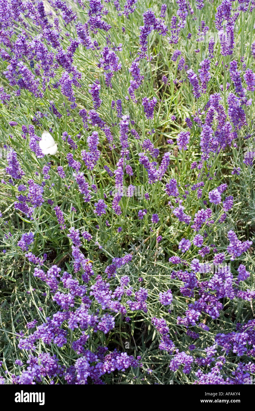 Violet flowers of Hidcote lavender Lamiaceae Lavandula or Lavendula angustifolia Hidcote Stock Photo
