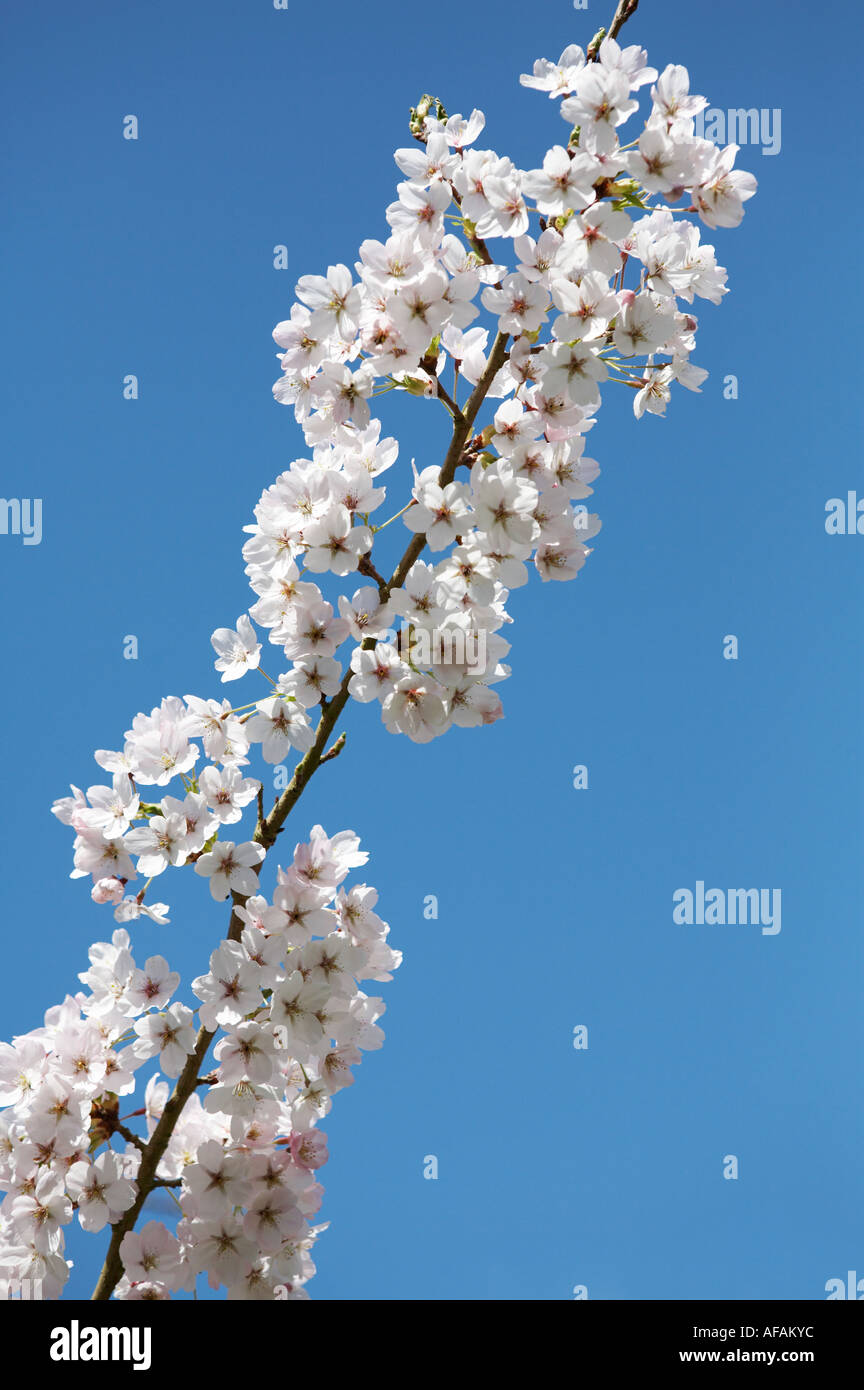 Japanese yoshino cherry tree hi-res stock photography and images - Alamy
