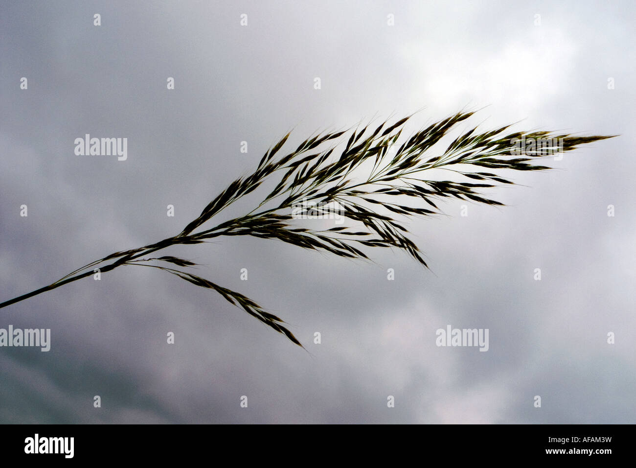 Meadow fescue grass hires stock photography and images Alamy