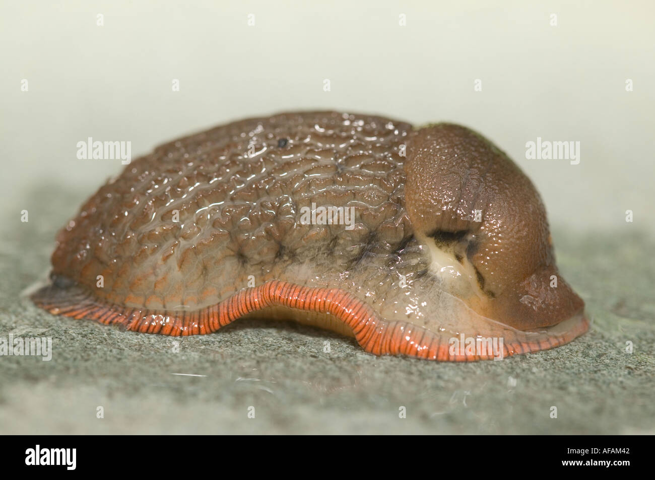 Are Slugs Attracted To Dog Poop