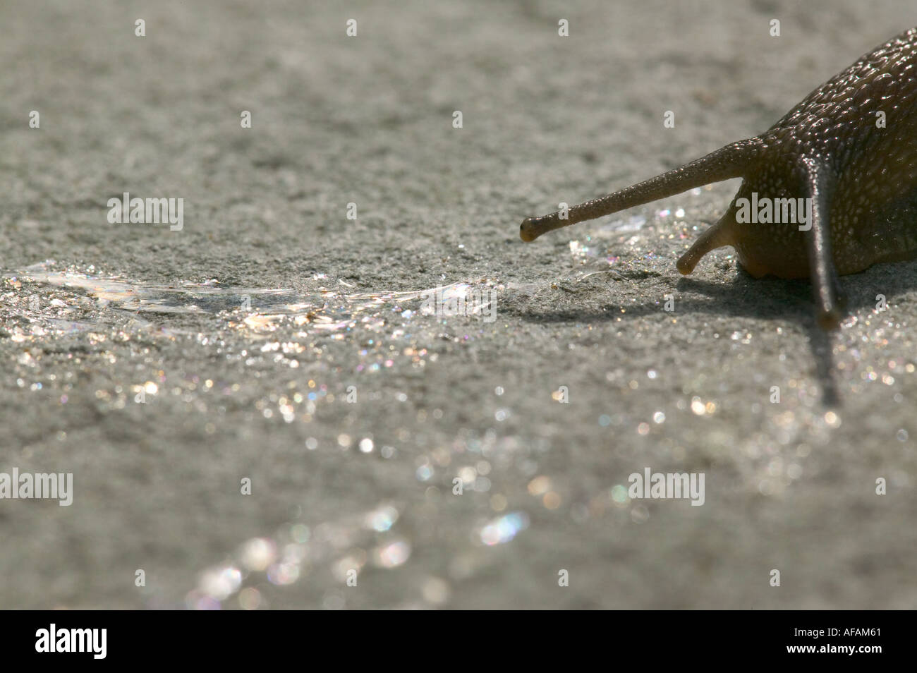 a snail following a snail slime trail on slate rock Stock Photo Alamy