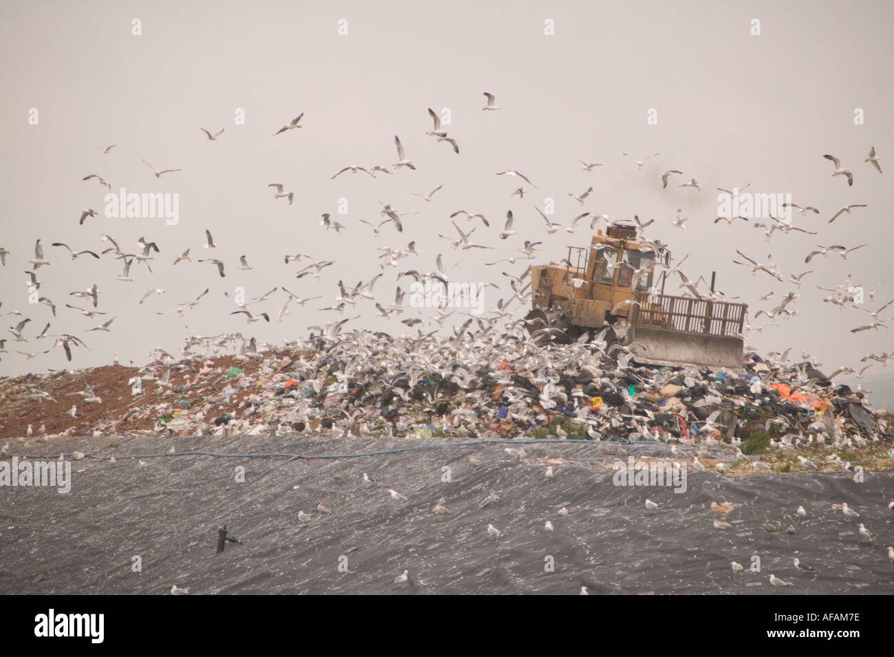 Gulls feeding on a household refuse site at Barrow in Furness Cumbria Stock Photo