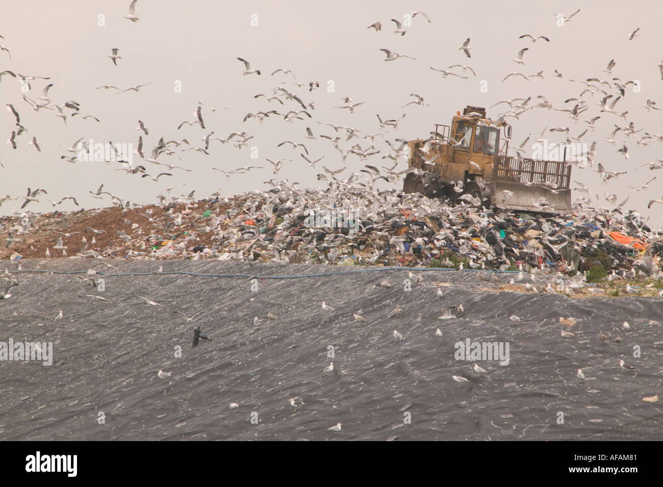 Gulls feeding on a household refuse site at Barrow in Furness Cumbria Stock Photo