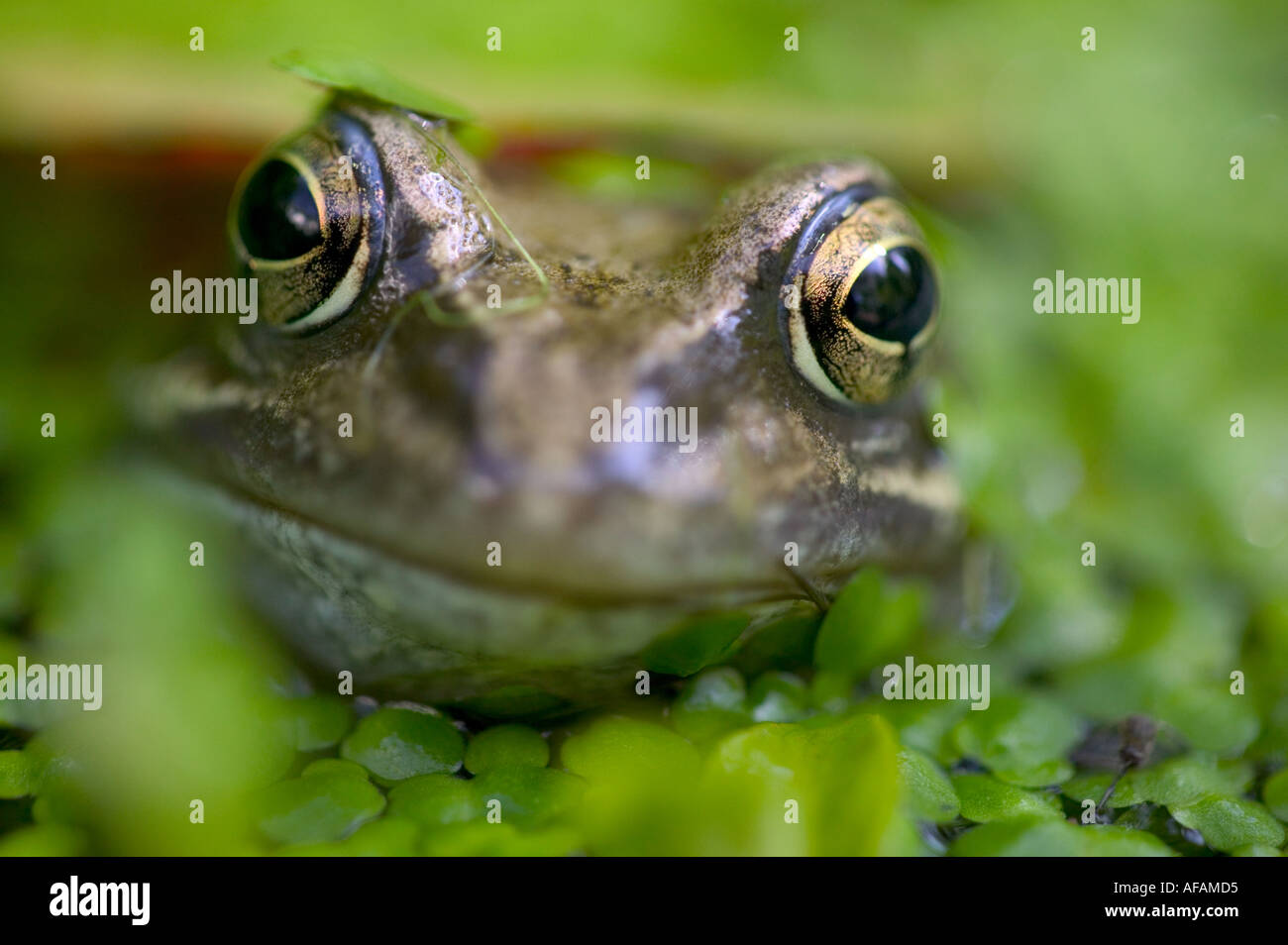 Blanket weed pond hi-res stock photography and images - Alamy