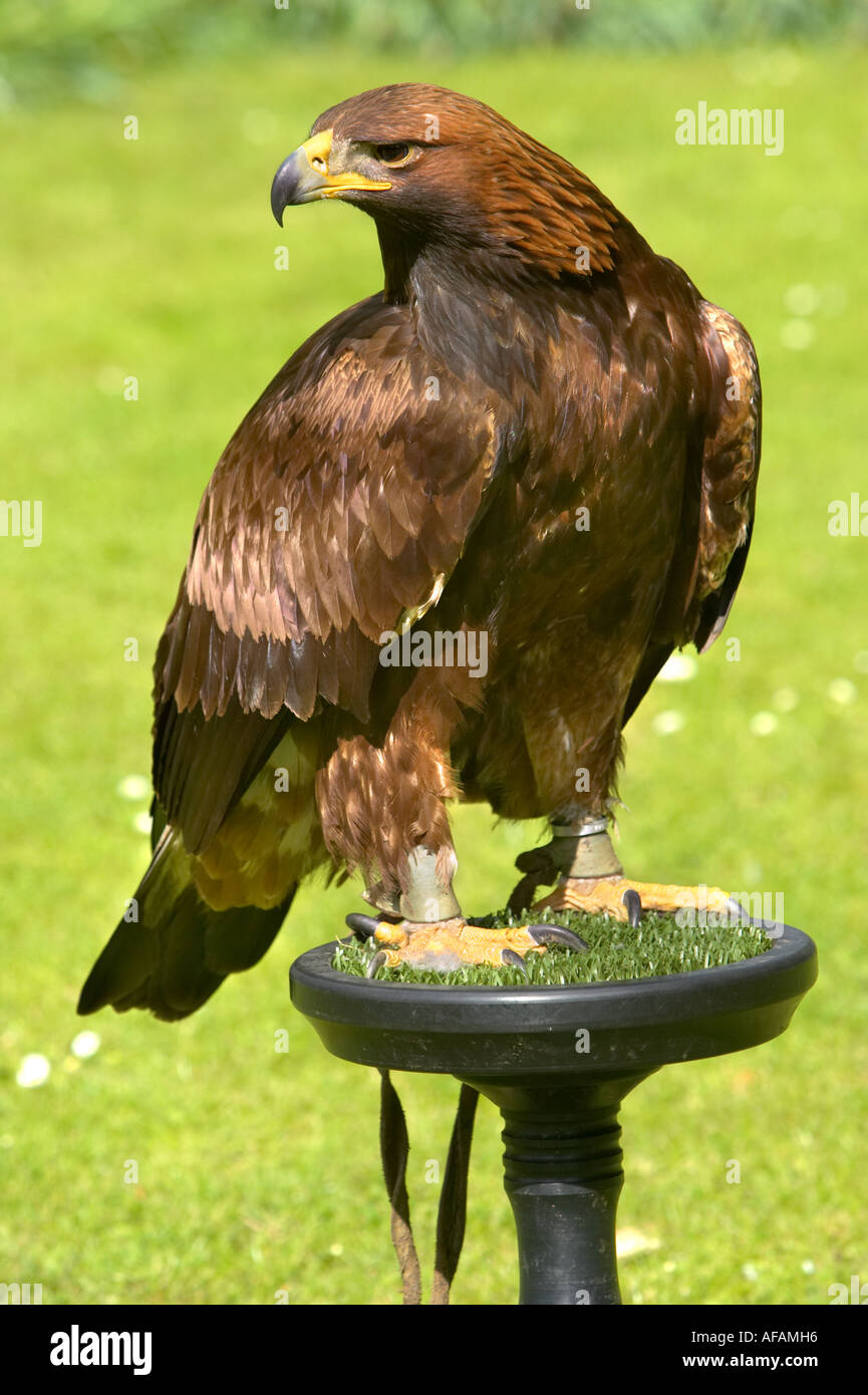 Golden eagle on stand hires stock photography and images Alamy