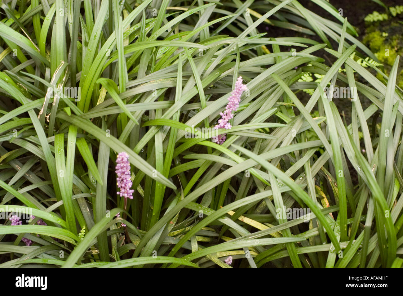 Snakebeard or White lilyturf Convallariaceae Ophiopogon jaburan Stock Photo