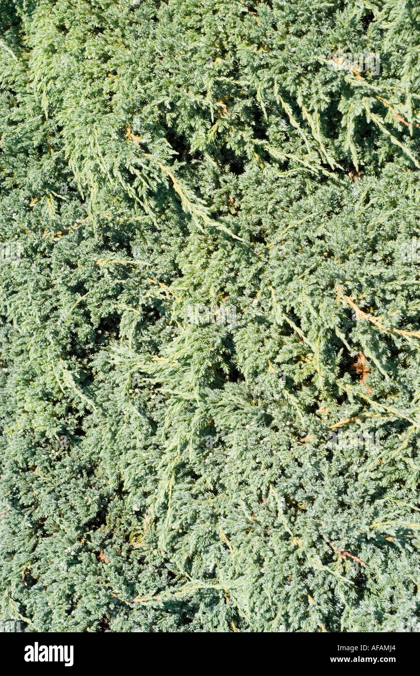 Flaky juniper or SINGLESEED JUNIPER Cupressaceae Juniperus squamata Blue Carpet Stock Photo
