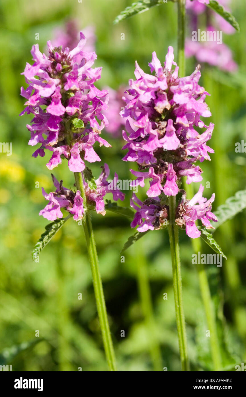 Violet flowers closeup of Big betony or Big sage Lamiatae Stachys macrantha Caucasian range Stock Photo