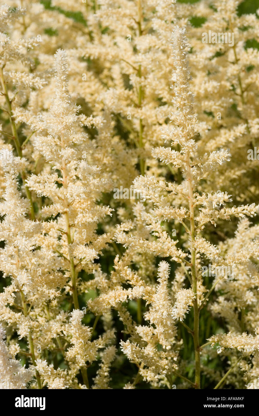 Gardening Granny S Gardening Pages Astilbe For Shady Gardens